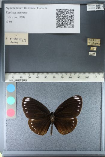 Media type: image;   Entomology 159889